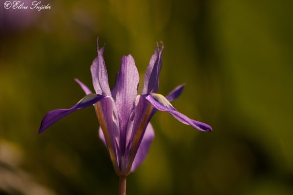 Blauwe Iris - Monte Horizonte