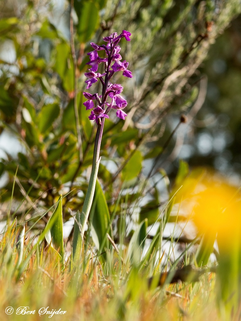 Slanke Harlekijn - Orchis morio picta Orchideeën vakantie Portugal