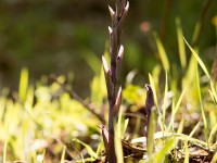 Paarse Aspergeorchis -Limodorum abortivum Orchideeën vakantie Portugal