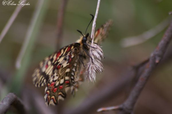 Spaanse pijpbloemvlinder - Monte Horizonte