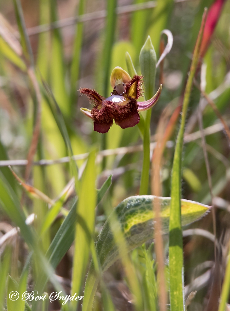 Spiegelorchis - Ophrys speculum Orchideeën vakantie Portugal