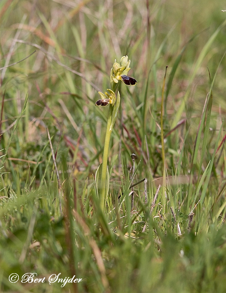 Spiegelorchus - Ophrys speculum subs lusitanica Orchideeën vakantie Portugal