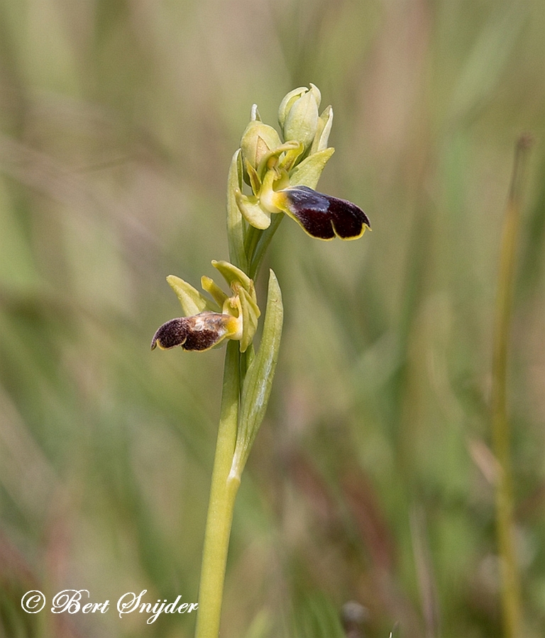 Bruine ophrys - Ophrys fusca Orchideeën Vakantie Portugal