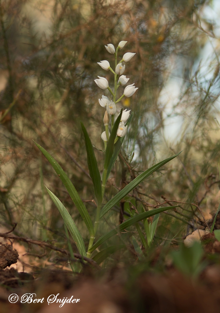 Wit Bosvogeltje - Cephalanthera longifolia Orchideeën vakantie Portugal