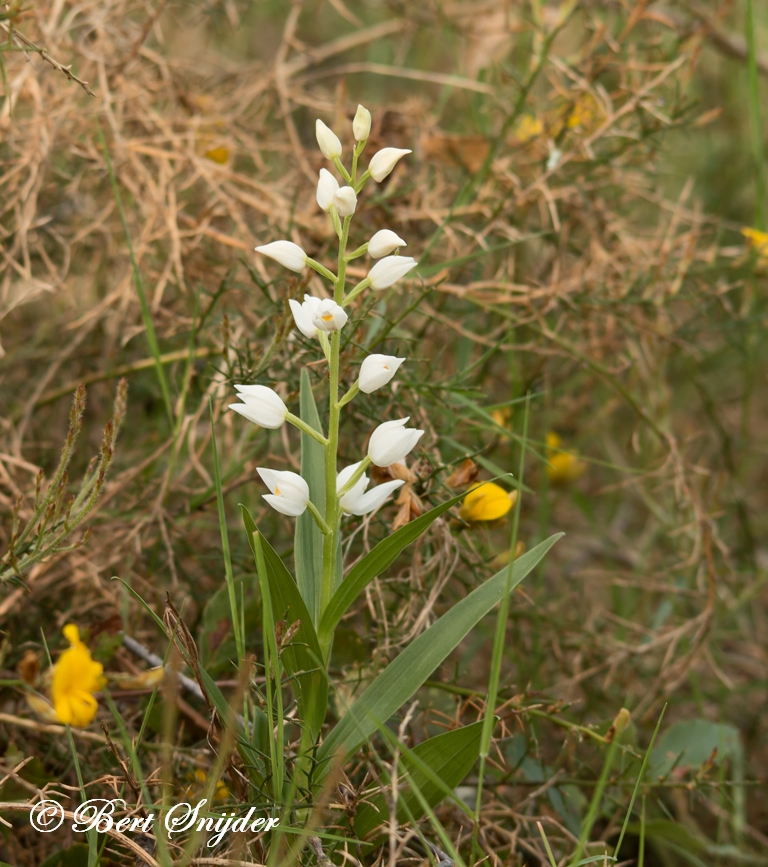 Wit Bosvogeltje - Cephalanthera longifolia Orchideeën vakantie Portugal