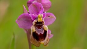 Wolzwever ophrys - Ophrys tenthredinifera Orchideeën vakantie Portugal