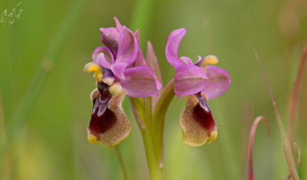 Wolzwever ophrys - Ophrys tenthredinifera Orchideeën vakantie Portugal